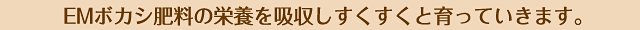 EMボカシ肥料の栄養を吸収しすくすくと育っていきます。